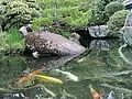 Statue of a red turtle emerging from a pond.