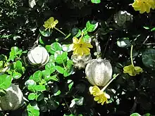 The leaves, fruits and older (yellow) flowers of a Gardenia volkensii.