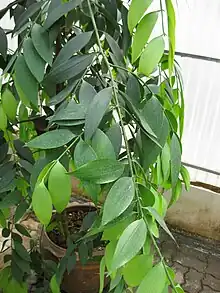 Broad leaves of N. wallichiana.