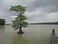 A dock on Lake Providence