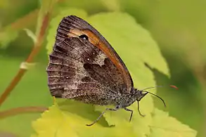 Male undersidesix spots on hind wing