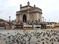 Pigeons on the Gateway grounds