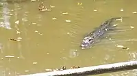 Gator in Louisiana bayou swims