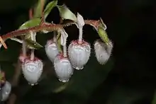 Salal flowers