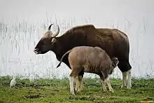 Gaur