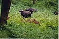 Gaur (bison) chital herd, BRT WLS Chamarajanagar