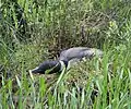 Common loon on the nest