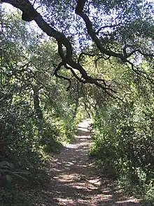 California oak woodland, a sclerophyllous woodland