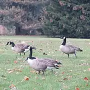 Canada geese