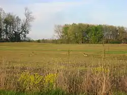 A field on the Muscatatuck National Wildlife Refuge