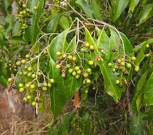 Foliage and fruit