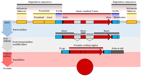 Diagram of the structure of a eukaryotic protein-coding gene, showing regulatory regions, introns, and coding regions. Four stages are shown: DNA, initial mRNA product, mature mRNA, and protein.