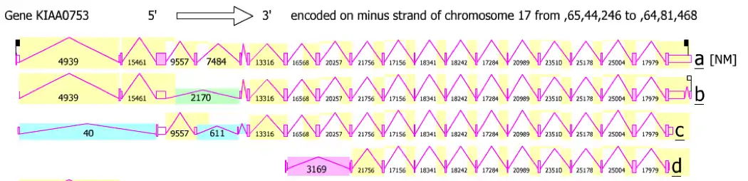 Shows the four variants of human KIAA0753 and their exon locations