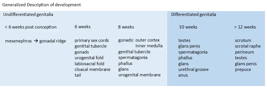 Chart of the generalized male reproductive system embryionic