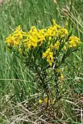 Plant of Genista germanica