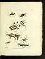 Les genres des insectes de Linné; constatés par divers échantillons d'insectes d'Angleterre, copiés d'après nature (1781). Ebook