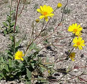 Shoshone, California