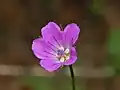 Close-up of a flower of Geranium columbinum