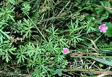 Plant of Geranium columbinum