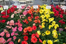 Gerbera - Gerbera jamesonii 'Revolution'