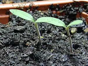 Tomato plants 7 days after planting