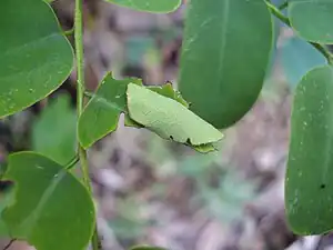 Larva