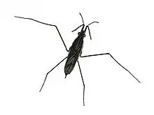 Male Gerris argentatus bug, it has 4 long legs