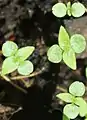 Seedlings at an early stage.