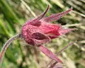 Geum triflorum Saskatchewan, flower side view