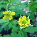 Wood avens