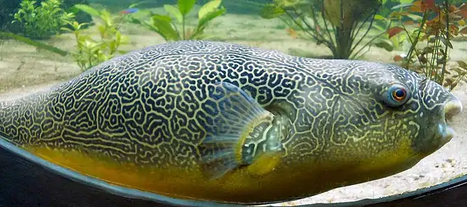 Giant pufferfish, Tetraodon mbu