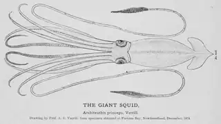 #42 (24/9/1877)Drawing by A. E. Verrill of the Catalina specimen, here incorrectly identified as the Fortune Bay specimen (#34); see original illustration (Verrill, 1880a:pl. 20)