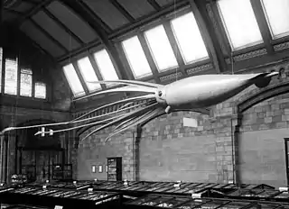 #42 (24/9/1877)Catalina-inspired model on display in the Shell Gallery (now Jerwood Gallery) of London's Natural History Museum in 1907. Bought in 1906 for US$450 (equivalent to $14,657 in 2022) from Ward's Natural Science Establishment of Rochester, New York, it was installed a year later. It was destroyed during the Blitz in 1940; the second and current model dates from 1974.