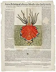 #3 (c. 15/10/1673)Broadsheet covering the giant squid stranded at Dingle, Ireland, around 15 October 1673 (Hooke et al., c. 1674). Steve O'Shea commented that though the animal depicted "doesn't look true to any squid, it is probably more similar to a cranchiid than it is to an architeuthid".