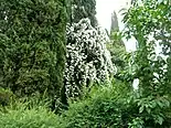 A white climbing rose