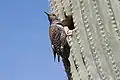 Gilded flicker by nest hole in saguaro cactus