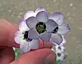 Gilia Tricolor (human hand for scale)