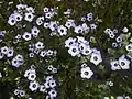 Group of Gilia Tricolor