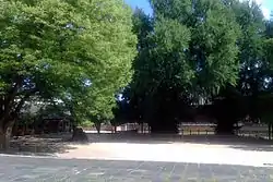 Ginkgos planted in Sungkyunkwan University