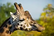 Ossicones of giraffe