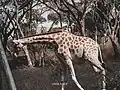 Giraffe