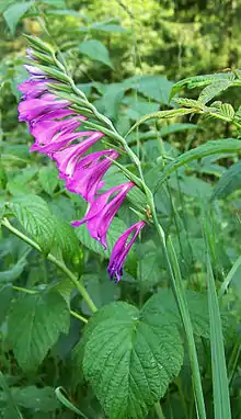 Gladiolus imbricatus (drepanium)