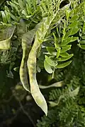 Unripe pods