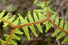 Gleichenia dicarpa leaves