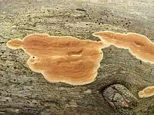 Effused fruit bodies of Meruliopsis taxicola on a pine log