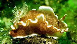 Glossodoris rufomarginata