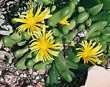 Glottiphyllum nelii