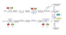 Glycolysis includes four phosphorylations, two that create ATP from ADP and two that use ATP and converting it into ADP. Glycolysis is the first step of metabolism and includes ten reaction ultimately resulting in one glucose molecule producing two pyruvate molecules