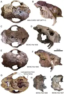 Skulls of G. cylindricum from Venezuela.