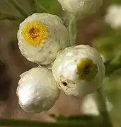 Macro view of bisexual outer flowers